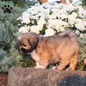 Bea, Lhasa Apso Puppy